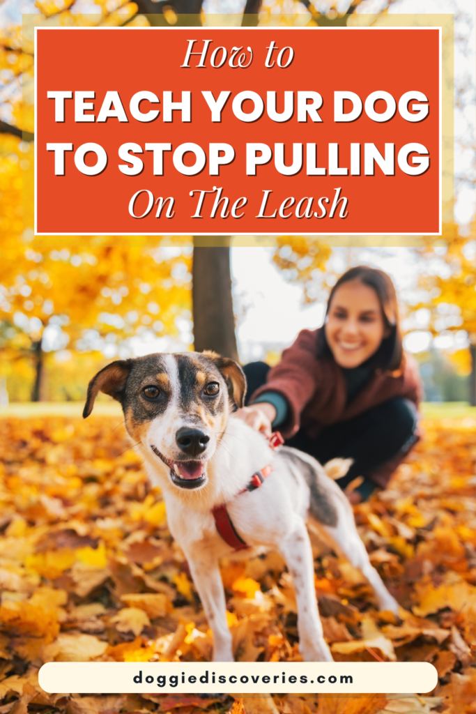 How to Teach Your Dog to Stop Pulling On The Leash