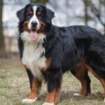 A Bernese Mountain Dog with a tri-colored coat of black, white, and rust. The dog is standing on grass and has its tongue hanging out.