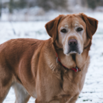 A medium shot of a fox red Labrador Retriever with a fluffy coat standing in the snow. The dog has a gentle expression and is wearing a red collar. The background is a snowy landscape with trees.