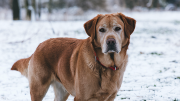 A medium shot of a fox red Labrador Retriever with a fluffy coat standing in the snow. The dog has a gentle expression and is wearing a red collar. The background is a snowy landscape with trees.