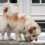 a dog with a fluffy white coat eating snow. The dog is standing on a snowy pavement. The background is a building with a white door.