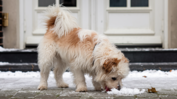 a dog with a fluffy white coat eating snow. The dog is standing on a snowy pavement. The background is a building with a white door.