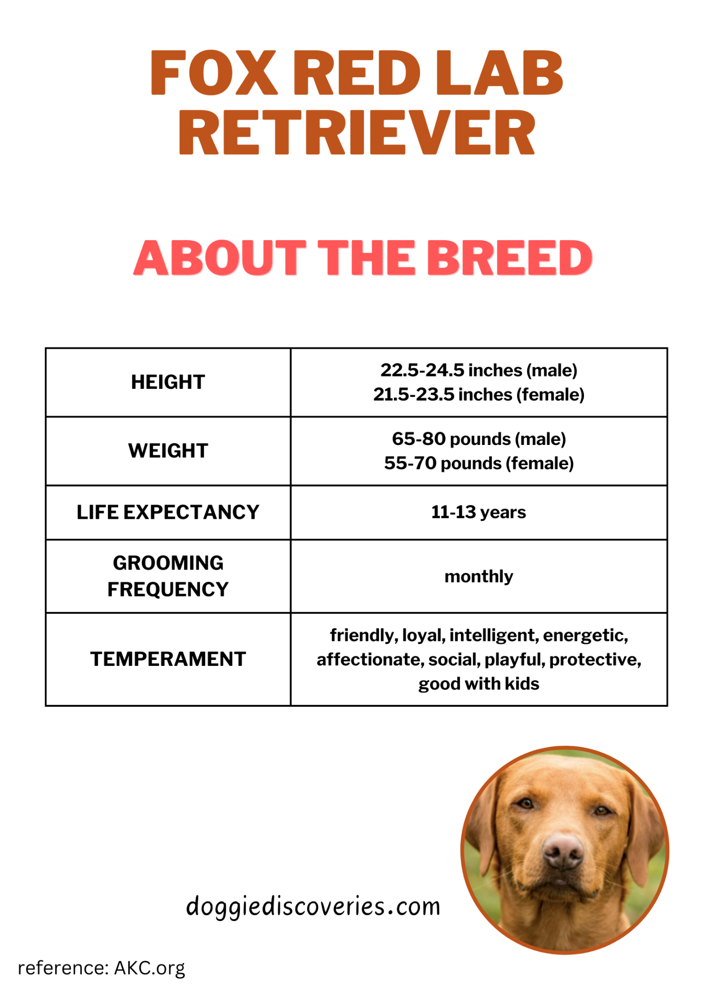 Fox Red Labrador Retriever: Breed Traits and Characteristics | Doggie ...