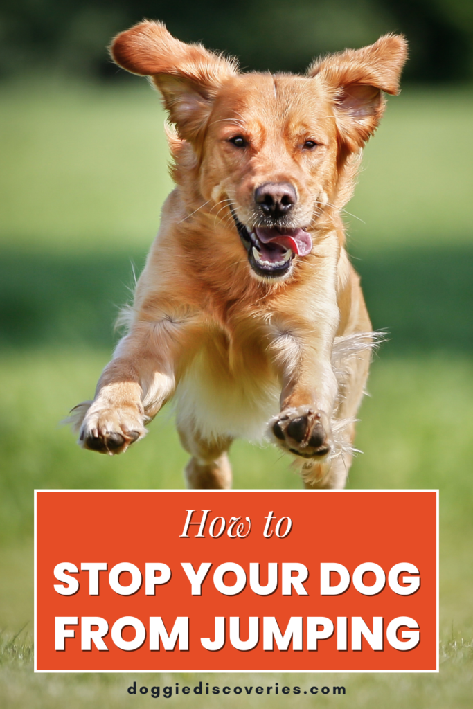 How to Stop Your Dog From Jumping