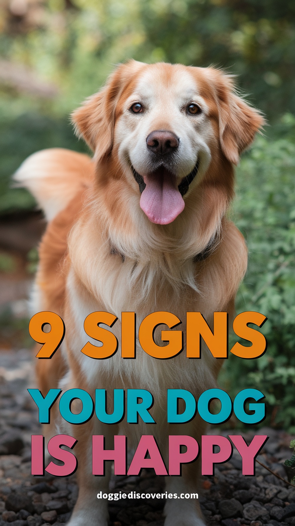 9 Signs Your Dog is Happy | Doggie Discoveries