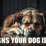 Signs Your Dog is Sad